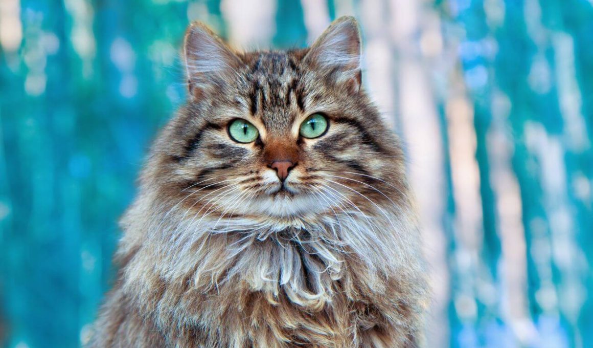 ile żyją koty syberyjskie