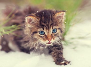kot syberyjski niebieskie oczy