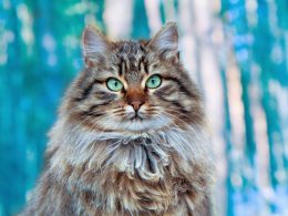 ile żyją koty syberyjskie