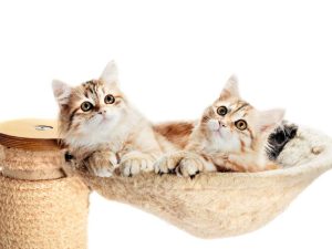hodowle kotów syberyjskich