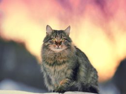 kot syberyjski wielkość
